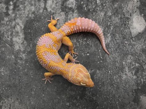 An albino leopard gecko has a cream or pink body color. It will still display a pattern, which really stands out against the pale skin color. #leopardgecko #albino Albino Leopard Gecko, Gecko Morphs, Reptile Store, Pale Skin Color, Leopard Gecko Morphs, Sunken Eyes, Leopard Geckos, Reptile Cage, Reptile Enclosure