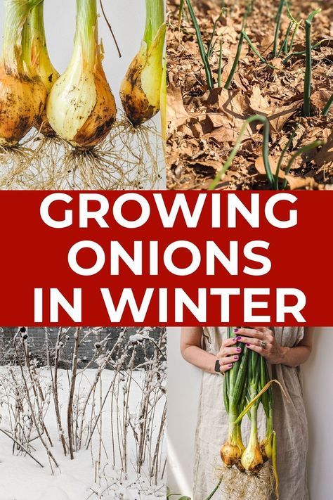 Planting Dates, Winter In Nyc, Storing Onions, Grow Onions, Green Onions Growing, Cold Climate Gardening, Spring Harvest, Growing Onions, Winter Greenhouse