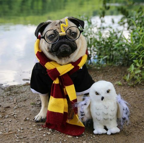 #Dougthepug #harrypotter Harry Potter Dog, Cute Pug Puppies, Doug The Pug, Funny Rats, Pug Pictures, King Of Pop, Pug Puppies, Dog Halloween Costumes, Pugs Funny