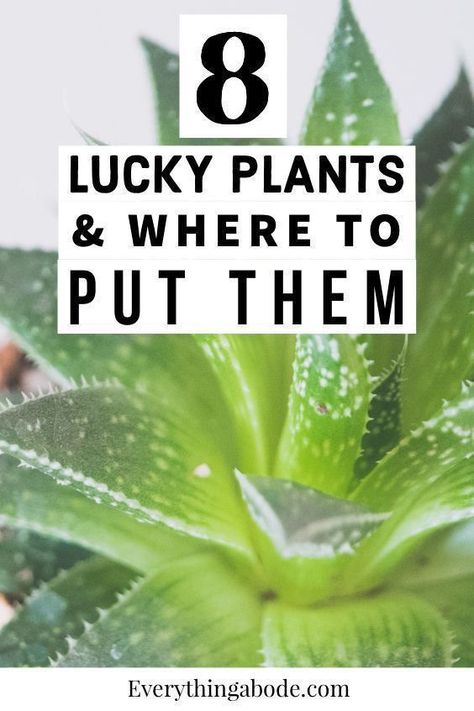 Feng Shui Indoor Plants, Feng Shui Good Luck, Best Plants For Bedroom, Feng Shui Plants, Lucky Plant, Household Plants, Plant Care Houseplant, Leafy Plants, Inside Plants