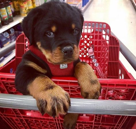 Rottweiler Love, Rottweiler Lovers, Rottweiler Puppies, Cute Little Puppies, Rottweiler Dog, Cute Dogs And Puppies, A Puppy, Baby Dogs