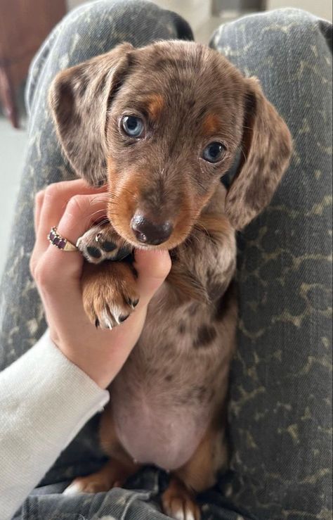 Dachshund Colors, Big Dogs Breeds, Biggest Dog In The World, Miniature Dachshund Puppies, Biggest Dog, Dachshund Puppy Miniature, Dapple Dachshund, Dogs Breeds, Giant Dogs