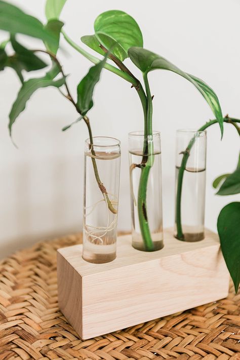 DIY Wood and Glass Propagation Station Test Tube Vase, Propagation Station, Support Pour Plante, Ivy Plants, Support Plante, Diy Holz, Mini Vase, Cactus Y Suculentas, Propagating Plants