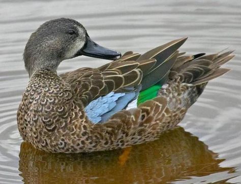 Blue Winged Teal male Duck Mount, Teal Duck, Duck Breeds, Blue Winged Teal, Duck Season, Ducks Unlimited, Duck Art, Duck Decoys, Bird Hunting