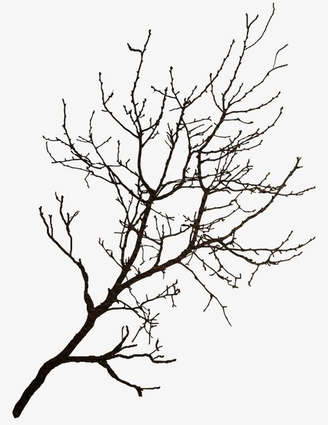 Drawing Branches, Branches Drawing, Snow Covered Trees, Winter Trees, Png Image, Tree Branches, Png Images, Picture Frames, Sketch