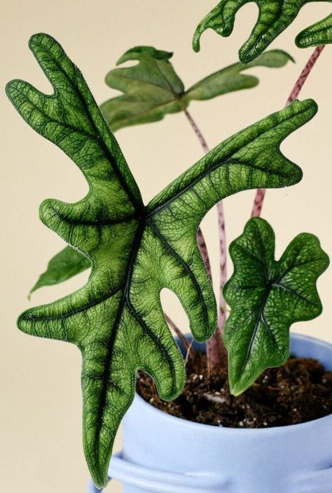 Rare Alocasia, Alocasia Jacklyn, Silver Plant, Indoor Plant Wall, Alocasia Plant, Green Veins, Hanging Plant Wall, Philodendron Monstera, Pink Plant