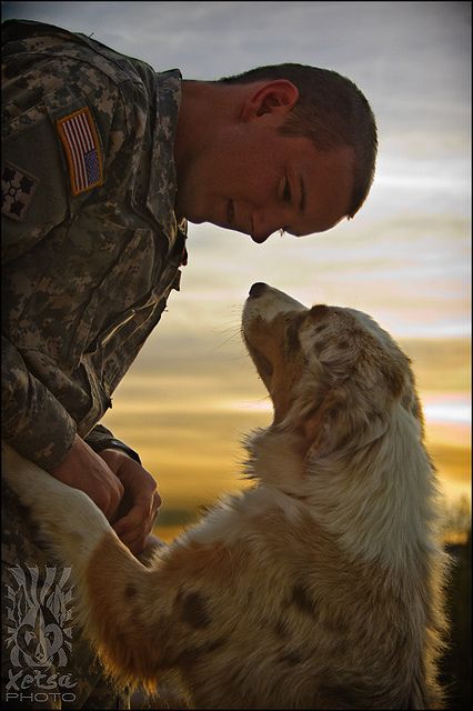 Thank you to the men and women who serve our country and us, and the 4-legged beings who serve us and them. All belong deep in our hearts. Man And His Dog, Military Dogs, Blue Merle, Golden Retrievers, Working Dogs, Service Dogs, Baby Dogs, Australian Shepherd, Mans Best Friend