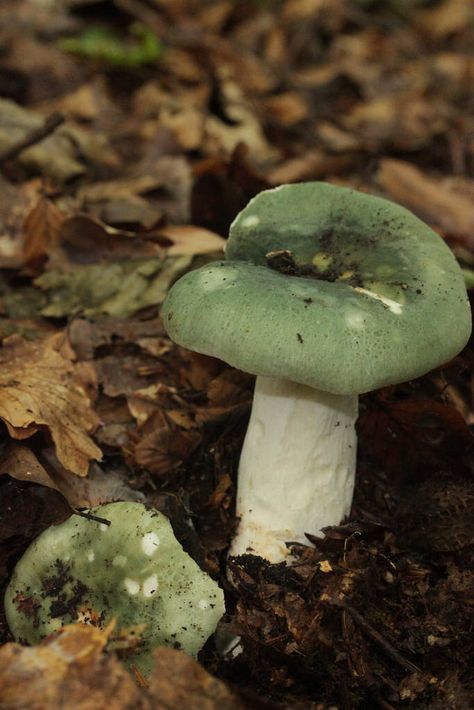 Green-cracking Russula - Russula virescens Marten Drawing, Mushrooms Identification, Types Of Green, Slime Mold, Flower Reference, Mushroom Identification, Whites Tree Frog, Pine Marten, Blue Tongue Skink