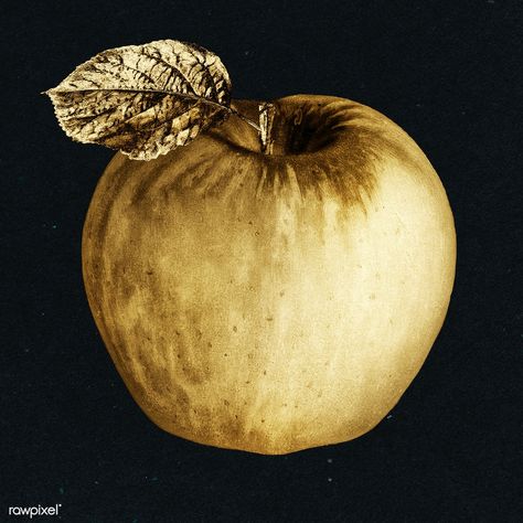 Golden Apple Aesthetic, Gold Aesthetics, Apple Stickers, Greek Myth, Gold Stickers, Golden Apple, Gold Apple, Greek Mythology Art, Black Apple