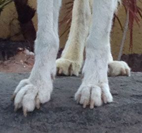 Close up of a Wolf Dog's paws Wolf Anatomy Skeleton, Canine Paws Reference, Dog Paws Reference, Wolf Paw Reference, Wolf Paw Drawing Reference, Dog Paw Reference, Wolf Paw Drawing, Werewolf Hands, Wolf Anatomy