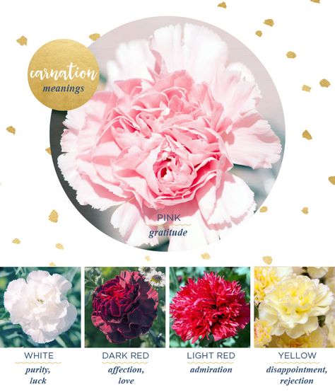 A guide to carnation flower meanings and origins for all colors of carnations including carnation flower symbolisms, flower facts, and uses. Carnation Color Meaning, Flower Knowledge, Carnation Flower Meaning, Flowers Meanings, Colour Meanings, Plant Symbolism, Italian Symbols, Flower Facts, Carnation Colors