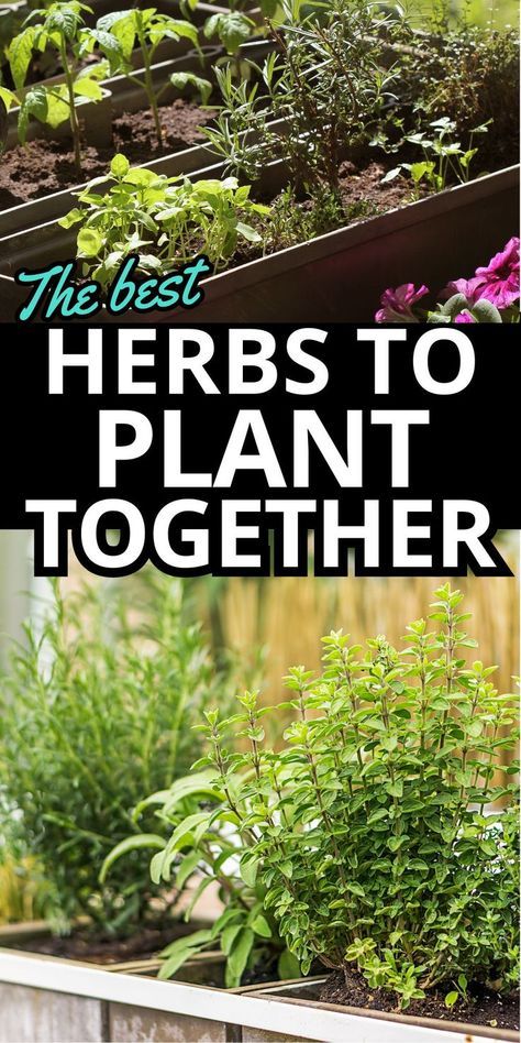 Companion plant your herb garden for optimal growth and flavor with these handy tips on the best herbs to plant together. Certain herbs thrive when paired together. Learn which herb combos enhance each other's growth plus which plants to keep separated. Master the art of companion planting with this guide to the best and worst herb pairings. Herbs To Plant Together, Raised Bed Herb Garden, Herb Companion Planting, Herbs To Plant, Planting Layout, Backyard Herb Garden, Raised Herb Garden, How To Grow Herbs, Companion Planting Guide