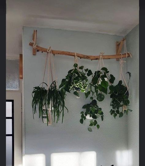 نباتات منزلية, Plant Decor Indoor, House Plants Decor, Room With Plants, House Plants Indoor, Plant Shelves, Dream House Decor, Plant Wall, Ideas Christmas