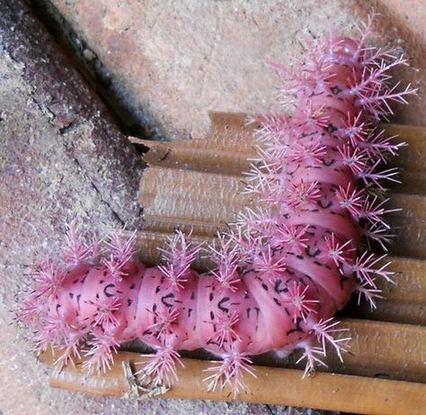 Lo Moth, Beautiful Caterpillars, Pink Caterpillar, Io Moth, Caterpillar Insect, Pink Moth, Moth Caterpillar, Cool Bugs, Beautiful Bugs