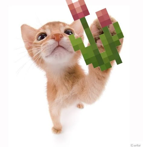 cat with minecraft flower 🤧 #cat #gatos #minecraft #cutecat Minecraft Cats, Response Images, Cat Minecraft, Pfp Minecraft, Minecraft Pfp, Things To Send To People, Goofy Cat, Goofy Cats, Cat Biting