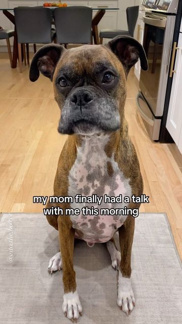 Boxer Dogs Quotes, Funny Boxer Dogs, Boxer Dogs Facts, Boxer Dogs Funny, Funny Boxers Dogs, Funny Boxer, Funny Dog Videos, Boxer Dogs Funny Meme, Boxer Dogs