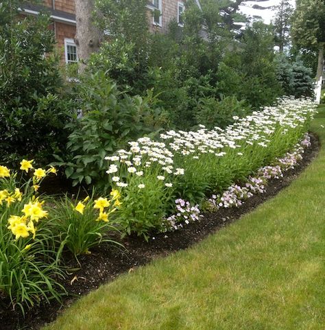 Shasta Daisy Becky, Shasta Daisy Companion Plants, Shasta Daisy Landscaping, Side Garage, Boxwood Landscaping, Ideas Jardin, Shasta Daisy, Shasta Daisies, Garden Therapy