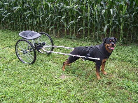 Building a Dog Cart: Fun and Practical for Dogs Check more at https://beaconpet.com/building-a-dog-cart-fun-and-practical-for-dogs/ Rottweiler Care, Rottweiler Temperament, German Rottweiler Puppies, Rottweiler Facts, Rottweiler Training, German Dog Breeds, Dog Cart, Rottweiler Love, German Dog