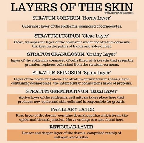 Cosmetology State Board, Layers Of The Skin, Beauty School Cosmetology, Facial Esthetics, Esthetician Inspiration, Skin Anatomy, Esthetician Quotes, Medical Esthetician, Esthetician School