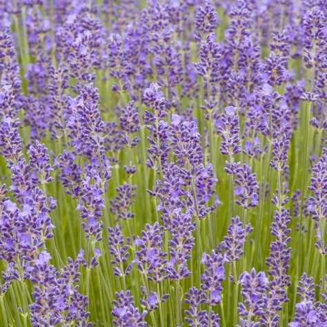 Munstead Lavender, All Fruits, Fun Signs, Water Wise, Sustainable Garden, All Flowers, Trees And Shrubs, Water Plants, Cacti And Succulents