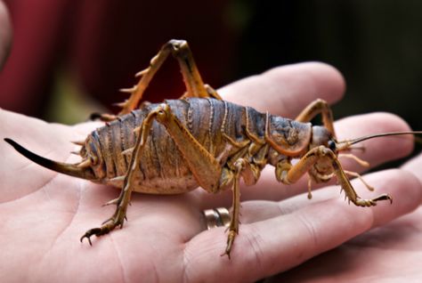 10 Intense Facts About the Giant Weta | Mental Floss Tarantula Hawk, Photos Of Butterflies, Insect Species, Beautiful New Zealand, Creepy Crawlers, Bugs Life, Grasshoppers, A Bug's Life, Popsugar Fitness