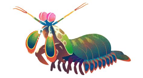 Mantis Shrimp Earth Day Quiz, What Animal Are You, Mantis Shrimp, Animal Illustration Art, Komodo Dragon, Wooly Mammoth, Honey Badger, Happy Earth, Saltwater Aquarium