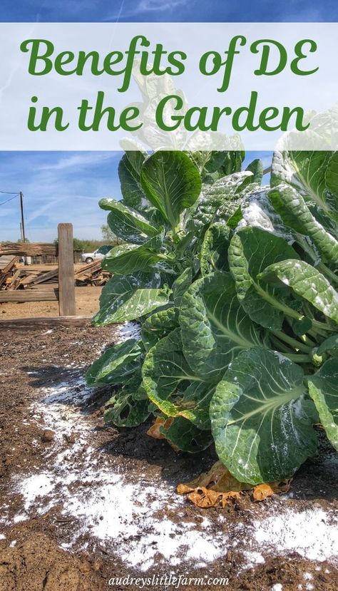 All the ways you can use diatomaceous earth in the vegetable garden. #audreyslittlefarm #diatomaceousearth #vegetablegarden Slugs In Garden, Homestead Gardening, Diatomaceous Earth Food Grade, Organic Insecticide, Soil Types, Vegetables Garden, Organic Pesticide, Garden Bugs, Homestead Gardens