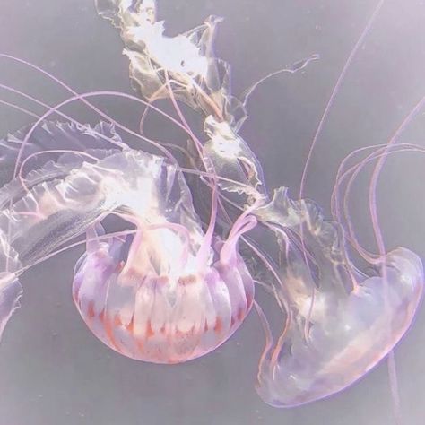 Jellyfish Swimming, Jellyfish Pictures, Sea Jellies, Pink Jellyfish, Princess Jellyfish, Piskel Art, Mermaid Aesthetic, Marine Animals, Ocean Creatures