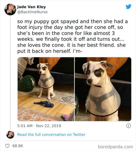 50 Hilariously Spot-On Tweets About Life With Cats And Dogs Dog Tweets, Tweets About Life, People With Pets, Life With Cats, Cat Species, Cat Parenting, Cat Behavior, Silly Animals, Cute Dogs And Puppies