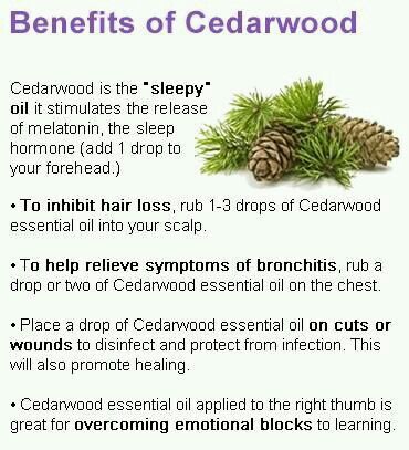 Benefits of cedar wood essential oil Doterra Cedarwood, Essential Oil Remedy, Yl Oils, Essential Oils Herbs, Essential Oils Health, Yl Essential Oils, Cedarwood Oil, Cedarwood Essential Oil, Essential Oil Benefits