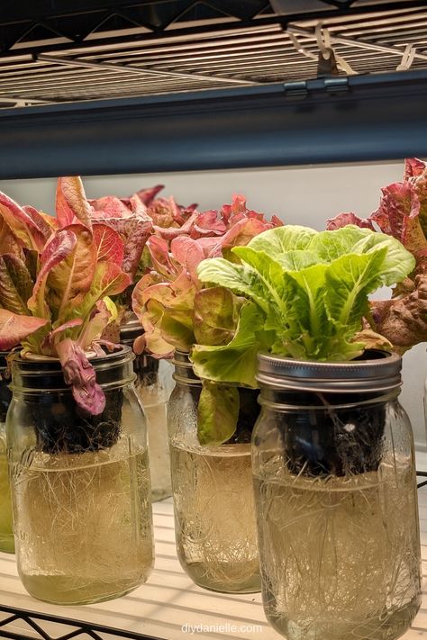 Small red and green lettuces sprouting from an indoor hydroponics garden made from mason jars and net pots. Hydroponics Diy Indoor, Hydroponic Gardening Diy, Indoor Hydroponic Gardening, Diy Hydroponics, Hydroponic Lettuce, Jar Garden, Mason Jar Garden, Indoor Hydroponics, Hydroponic Garden