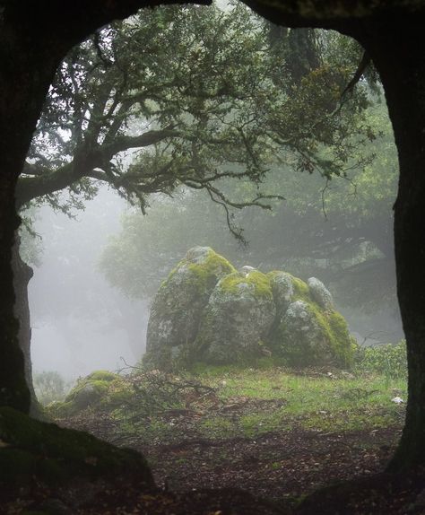 Fantasy Woods, Mars Aesthetic, Celtic Pagan, Arte Peculiar, Foggy Forest, Nature Forest, Book Aesthetics, Land Art, Dark Forest