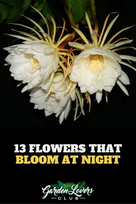 13 Flowers that Bloom at Night Lunar Garden, Primrose Plant, Easy Herbs To Grow, Night Blooming Flowers, Garden Paradise, 10 Flowers, Flower Moon, Purple Plants, Magical Herbs