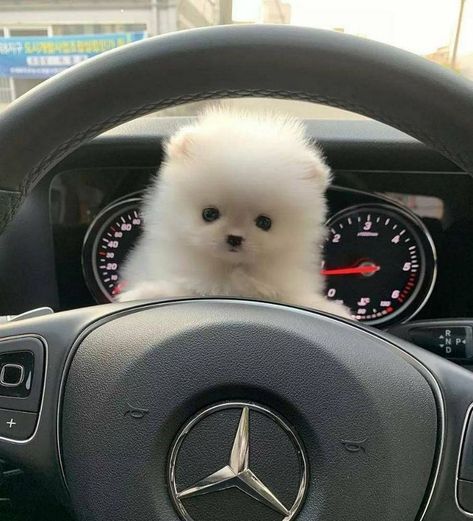 Dog Tweets, White Pomeranian Puppies, Spitz Pomeranian, Cute Dogs Funny, Animal Videos Funny, Perro Shih Tzu, Dog Videos Funny, Stories Pictures