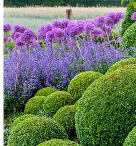 boxwood, salvia, allium Boxwood Garden, Topiary Garden, Garden Shrubs, Have Inspiration, Formal Gardens, Garden Pictures, Garden Photography, Gorgeous Gardens, Garden Cottage