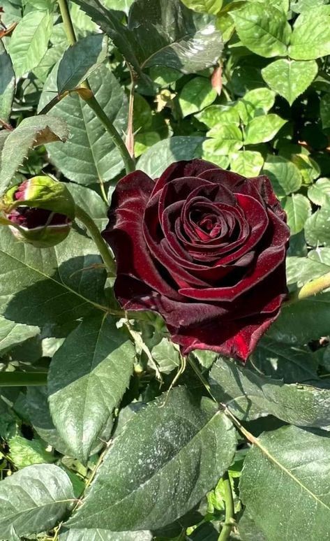 Black Baccara Black Bacarra Roses, Flor Aesthetic, Black Baccara Roses, Black Baccara, Black Rose Flower, Goth Garden, Gothic Garden, Plant Fungus, Earth Gift