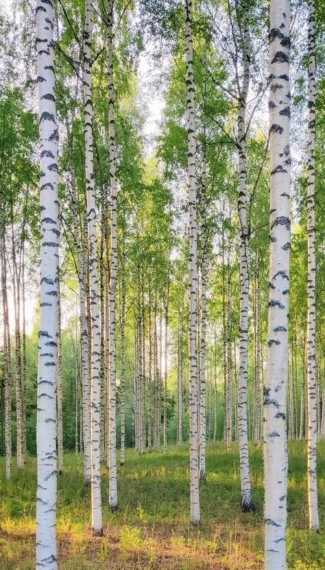 Birch Finland White Birch, Birch Garden, Birch Tree Aesthetic, Birch Trees, Tropical Birch Tree, Birch Tree Leaves, Birch Tree Forest, Silver Birch Forest, 자작나무 그림