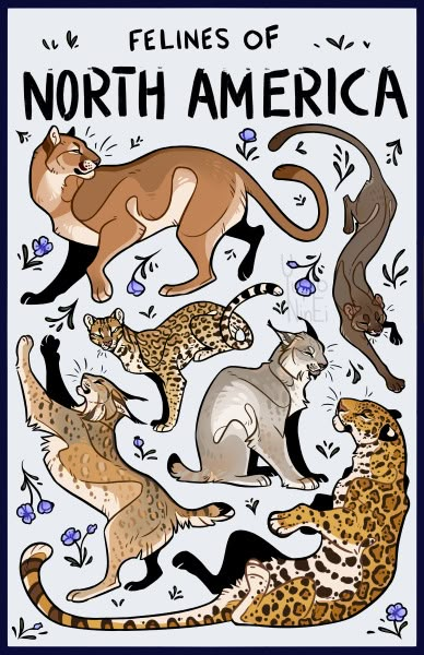 Different Types Of Animals, Cat Anatomy, Big Cats Art, Warrior Cats Art, Cat Drawings, Animal Anatomy, Creature Drawings, Types Of Animals, Animal Drawing