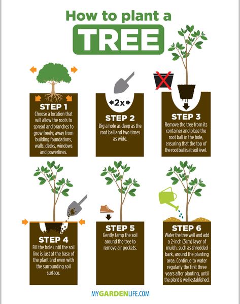 Planting a tree is a great way to connect with nature and give back to the environment. Whether you’re planting a tree in your backyard or creating a community garden, here are six easy steps to help you get started. If you’re like me and love to see the green of a new tree in […] The post How To Plant A Tree: Six Easy Steps first appeared on Daily Infographic. Vegetable And Fruit Garden, Small Garden Plans, Sharing The Planet, Environmental Posters, Urban Forestry, Soil Science, Nature And Environment, California Backyard, Tree Diagram