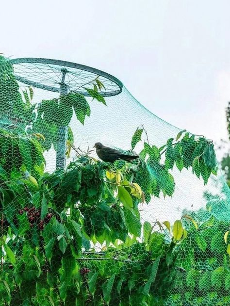 Green  Collar  PE   Embellished   Outdoor & Garden Pond Netting, Garden Mesh, Trellis Netting, Tattoo Plant, Water Gardens Pond, Fruit Bushes, Deer Fence, Green Fence, Bird Netting