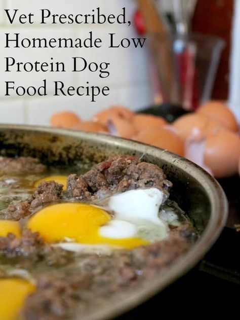 Low Protein Dog Food, Dog Food Recipe, Homemade Cat Food, Diy Dog Food, Make Dog Food, Food Dog, Senior Dogs, Healthy Dog Food Recipes, Best Homemade Dog Food