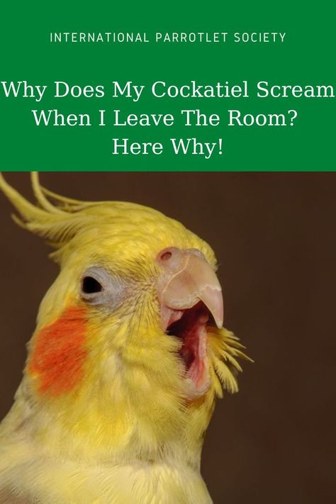 You may be wondering - why does my cockatiel scream when I leave the room? Discover these reasons why your cockatiel screams when you leave. #cockatiel #internationalparrotletsociety #healthcare #parrot #parrolet #parakeets #behavior #bird #pet Cockatiel Care, Parrot Diet, Cockatiel Cage, Cockatiel Toys, Bird Pet, Diy Snacks, Bird Care, Nutritious Diet, Parrot Toys