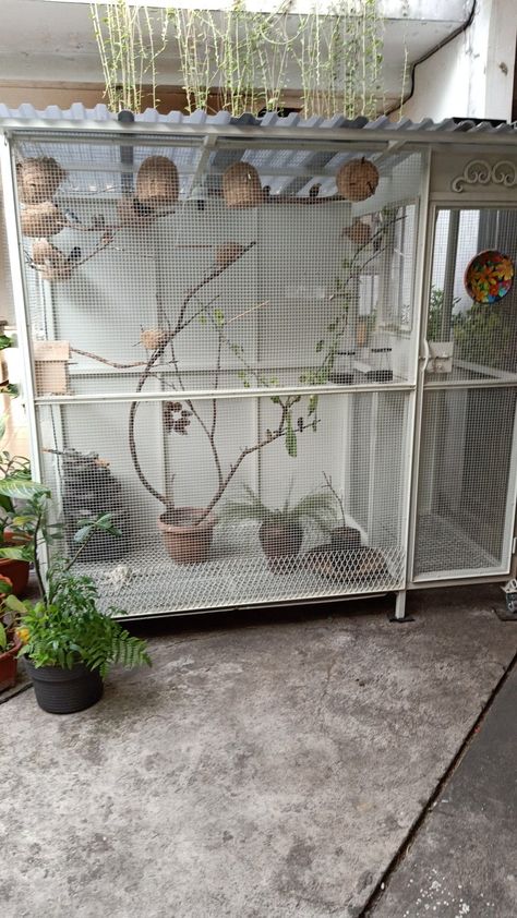 Pinjra Birds, Lovebird Cage Ideas, Lovebirds Cage Ideas, Aviary Mini, Cockatiel Care, Finch Cage, Diy Bird Cage, Bird Cage Design, Parakeet Cage