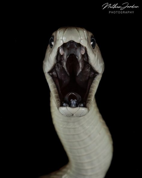 My absolute favorite photo... - Nathan Jordan Photography White Mamba, Black Mamba Snake, Mamba Snake, The Black Mamba, Medusa Snake, Jordan Photography, Snake Drawing, Cute Reptiles, Graphic Design Photoshop