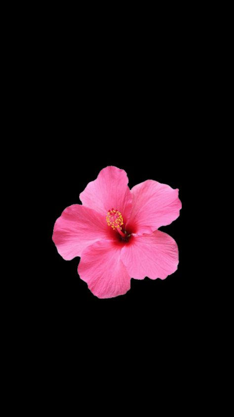 Hibiscus Flower Wallpaper Aesthetic, Flower Lockscreen, Pink And Black Wallpaper, Flowers Black Background, Pink Flowers Background, Pink Flowers Wallpaper, Cute Summer Wallpapers, Bow Wallpaper, Black Background Wallpaper