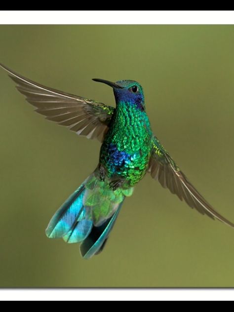 Sparkling Violetear, The Beatles Blackbird, Beatles Blackbird, Hummingbirds Photography, Blackbird Singing, Hummingbird Pictures, Broken Wings, Bird Wings, Learn To Fly