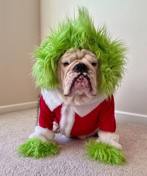 Grinch Dog Costume Diy, Dog Grinch Costume, Christmas Dog Ideas, Willow Outfits, Dog Treats Christmas, Hot Dog Dog, Grinch Dog, O Grinch, Diy Dog Sweater