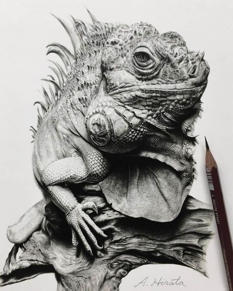 Reptile Pencil Drawing Dolphin Photos, Green Iguana, French Bulldog Art, Pencil Drawings Of Animals, Realistic Pencil Drawings, Monkey Art, Beauty Art Drawings, Pencil Art Drawings, Landscape Drawings