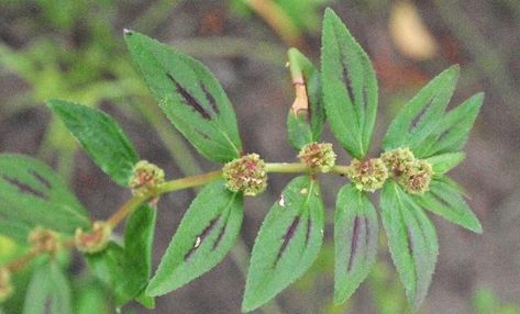 Garden spurge euphorbia hirta Phone Wallpaper, Plants