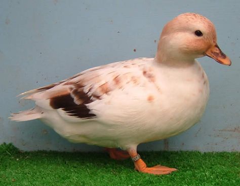 Bill Light orange with chocolate saddle and dark bean Bantam Ducks, Call Ducks, Call Duck, Duck Painting, Duck Breeds, Duck Photo, What The Duck, Duck Boat, Pet Ducks